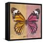 Miss Butterfly Genutia Sq - Honey & Hot Pink-Philippe Hugonnard-Framed Stretched Canvas