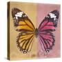 Miss Butterfly Genutia Sq - Honey & Hot Pink-Philippe Hugonnard-Stretched Canvas