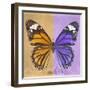 Miss Butterfly Genutia Sq - Honey & Purple-Philippe Hugonnard-Framed Photographic Print