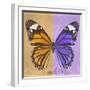 Miss Butterfly Genutia Sq - Honey & Purple-Philippe Hugonnard-Framed Photographic Print