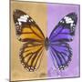 Miss Butterfly Genutia Sq - Honey & Purple-Philippe Hugonnard-Mounted Photographic Print