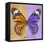 Miss Butterfly Genutia Sq - Honey & Purple-Philippe Hugonnard-Framed Stretched Canvas