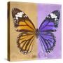 Miss Butterfly Genutia Sq - Honey & Purple-Philippe Hugonnard-Stretched Canvas