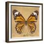 Miss Butterfly Genutia Sq - Honey-Philippe Hugonnard-Framed Photographic Print