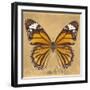 Miss Butterfly Genutia Sq - Honey-Philippe Hugonnard-Framed Photographic Print