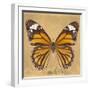 Miss Butterfly Genutia Sq - Honey-Philippe Hugonnard-Framed Photographic Print