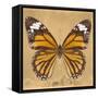 Miss Butterfly Genutia Sq - Honey-Philippe Hugonnard-Framed Stretched Canvas