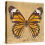 Miss Butterfly Genutia Sq - Honey-Philippe Hugonnard-Stretched Canvas