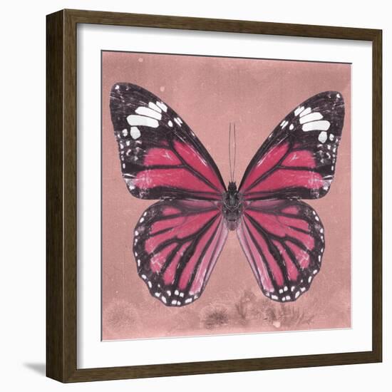 Miss Butterfly Genutia Sq - Hot Pink-Philippe Hugonnard-Framed Photographic Print