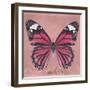 Miss Butterfly Genutia Sq - Hot Pink-Philippe Hugonnard-Framed Photographic Print