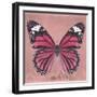 Miss Butterfly Genutia Sq - Hot Pink-Philippe Hugonnard-Framed Photographic Print