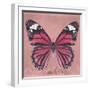 Miss Butterfly Genutia Sq - Hot Pink-Philippe Hugonnard-Framed Photographic Print