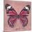 Miss Butterfly Genutia Sq - Hot Pink-Philippe Hugonnard-Mounted Photographic Print