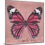 Miss Butterfly Genutia Sq - Hot Pink-Philippe Hugonnard-Mounted Photographic Print