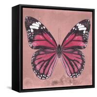 Miss Butterfly Genutia Sq - Hot Pink-Philippe Hugonnard-Framed Stretched Canvas
