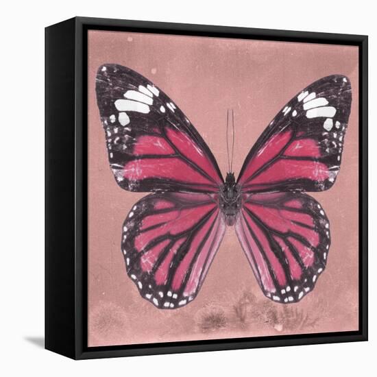 Miss Butterfly Genutia Sq - Hot Pink-Philippe Hugonnard-Framed Stretched Canvas