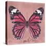 Miss Butterfly Genutia Sq - Hot Pink-Philippe Hugonnard-Stretched Canvas