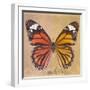 Miss Butterfly Genutia Sq - Orange & Honey-Philippe Hugonnard-Framed Photographic Print