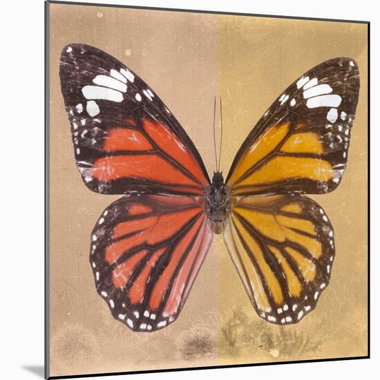 Miss Butterfly Genutia Sq - Orange & Honey-Philippe Hugonnard-Mounted Photographic Print