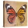 Miss Butterfly Genutia Sq - Orange & Honey-Philippe Hugonnard-Stretched Canvas