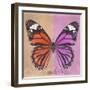 Miss Butterfly Genutia Sq - Orange & Pink-Philippe Hugonnard-Framed Premium Photographic Print