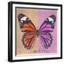 Miss Butterfly Genutia Sq - Orange & Pink-Philippe Hugonnard-Framed Photographic Print