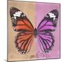 Miss Butterfly Genutia Sq - Orange & Pink-Philippe Hugonnard-Mounted Photographic Print