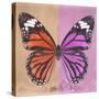 Miss Butterfly Genutia Sq - Orange & Pink-Philippe Hugonnard-Stretched Canvas