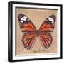 Miss Butterfly Genutia Sq - Orange-Philippe Hugonnard-Framed Photographic Print
