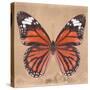 Miss Butterfly Genutia Sq - Orange-Philippe Hugonnard-Stretched Canvas