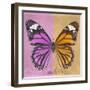 Miss Butterfly Genutia Sq - Pink & Honey-Philippe Hugonnard-Framed Photographic Print