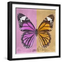 Miss Butterfly Genutia Sq - Pink & Honey-Philippe Hugonnard-Framed Photographic Print