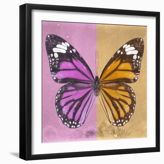 Miss Butterfly Genutia Sq - Pink & Honey-Philippe Hugonnard-Framed Photographic Print