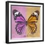 Miss Butterfly Genutia Sq - Pink & Honey-Philippe Hugonnard-Framed Photographic Print