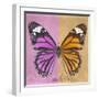 Miss Butterfly Genutia Sq - Pink & Honey-Philippe Hugonnard-Framed Photographic Print
