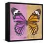 Miss Butterfly Genutia Sq - Pink & Honey-Philippe Hugonnard-Framed Stretched Canvas