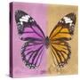 Miss Butterfly Genutia Sq - Pink & Honey-Philippe Hugonnard-Stretched Canvas