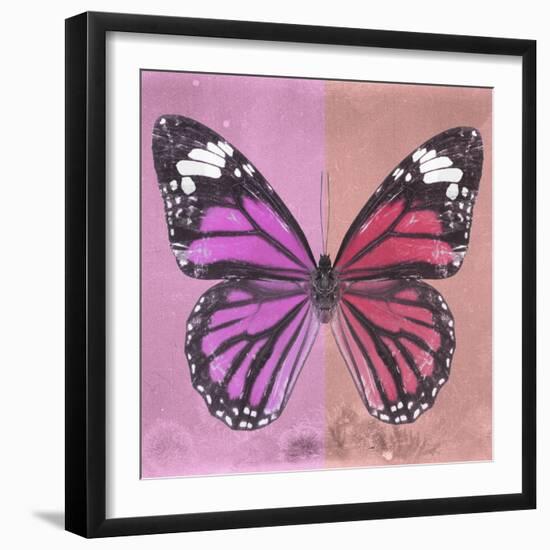 Miss Butterfly Genutia Sq - Pink & Hot Pink-Philippe Hugonnard-Framed Photographic Print