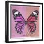 Miss Butterfly Genutia Sq - Pink & Hot Pink-Philippe Hugonnard-Framed Photographic Print