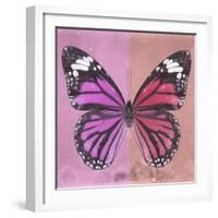 Miss Butterfly Genutia Sq - Pink & Hot Pink-Philippe Hugonnard-Framed Photographic Print