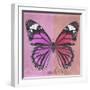 Miss Butterfly Genutia Sq - Pink & Hot Pink-Philippe Hugonnard-Framed Photographic Print