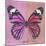 Miss Butterfly Genutia Sq - Pink & Hot Pink-Philippe Hugonnard-Mounted Photographic Print