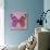 Miss Butterfly Genutia Sq - Pink & Hot Pink-Philippe Hugonnard-Photographic Print displayed on a wall