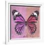 Miss Butterfly Genutia Sq - Pink & Hot Pink-Philippe Hugonnard-Framed Photographic Print