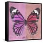 Miss Butterfly Genutia Sq - Pink & Hot Pink-Philippe Hugonnard-Framed Stretched Canvas