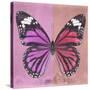 Miss Butterfly Genutia Sq - Pink & Hot Pink-Philippe Hugonnard-Stretched Canvas
