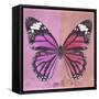 Miss Butterfly Genutia Sq - Pink & Hot Pink-Philippe Hugonnard-Framed Stretched Canvas