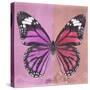 Miss Butterfly Genutia Sq - Pink & Hot Pink-Philippe Hugonnard-Stretched Canvas