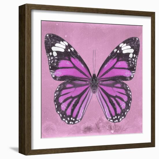 Miss Butterfly Genutia Sq - Pink-Philippe Hugonnard-Framed Photographic Print