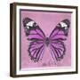 Miss Butterfly Genutia Sq - Pink-Philippe Hugonnard-Framed Photographic Print